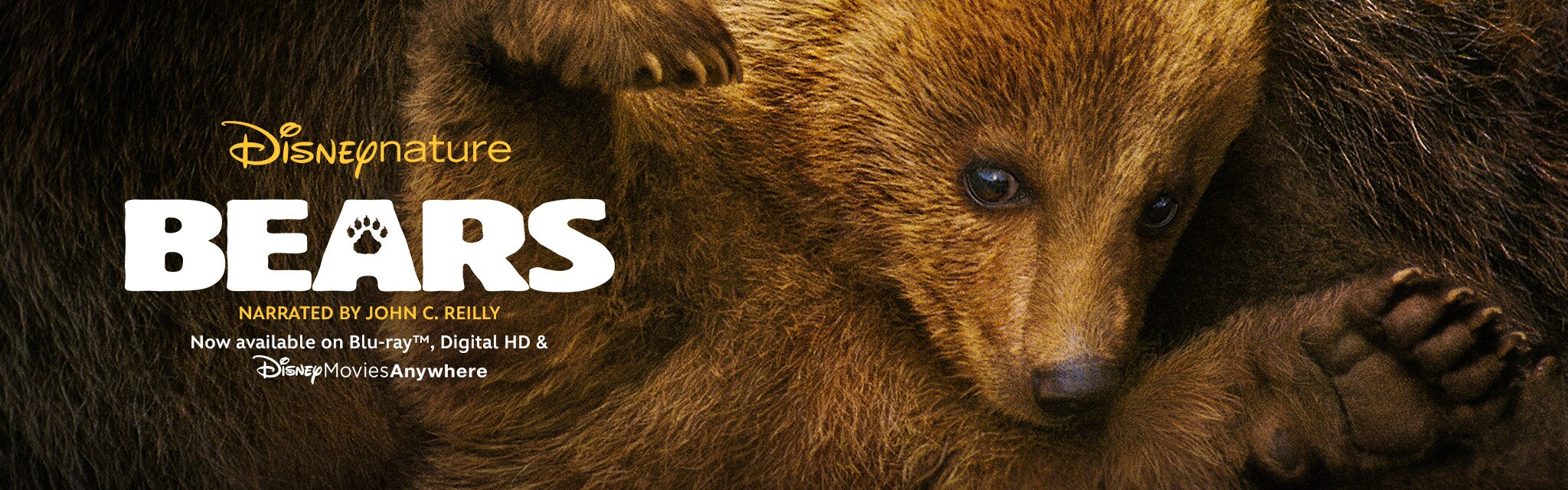 Bears - Homepage - Hero