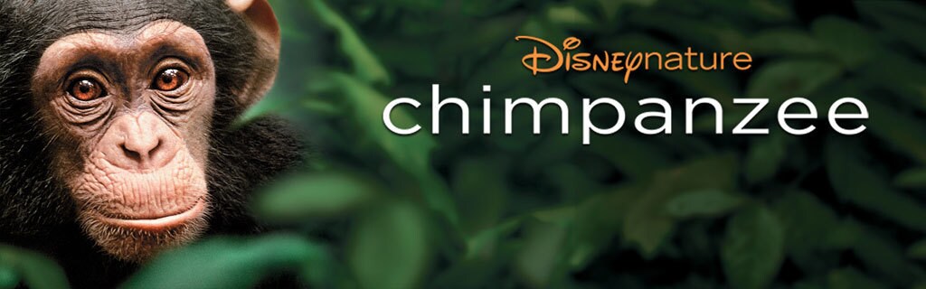 Chimpanzee Disneynature Nl