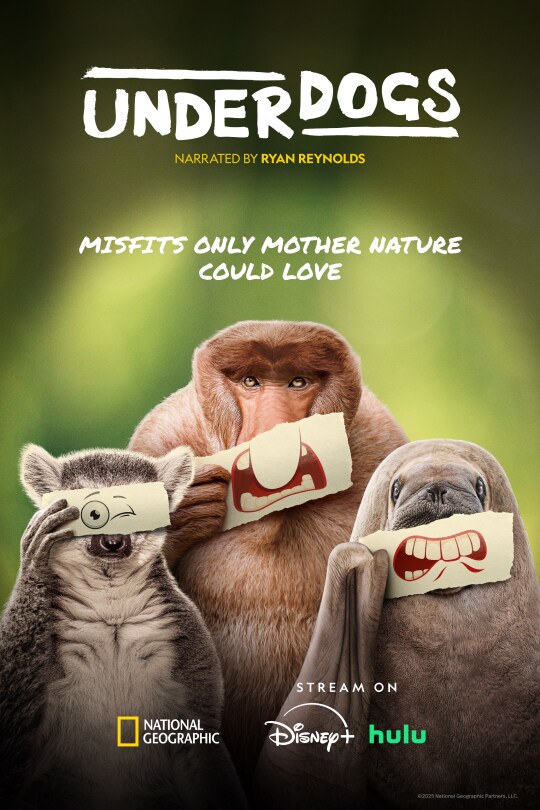 Image of three animals holding illustrated funny face cut outs over their faces | Underdogs | Narrated by Ryan Reynolds | Misfits only mother nature could love | National Geographic | Stream on Disney+ Hulu | movie poster