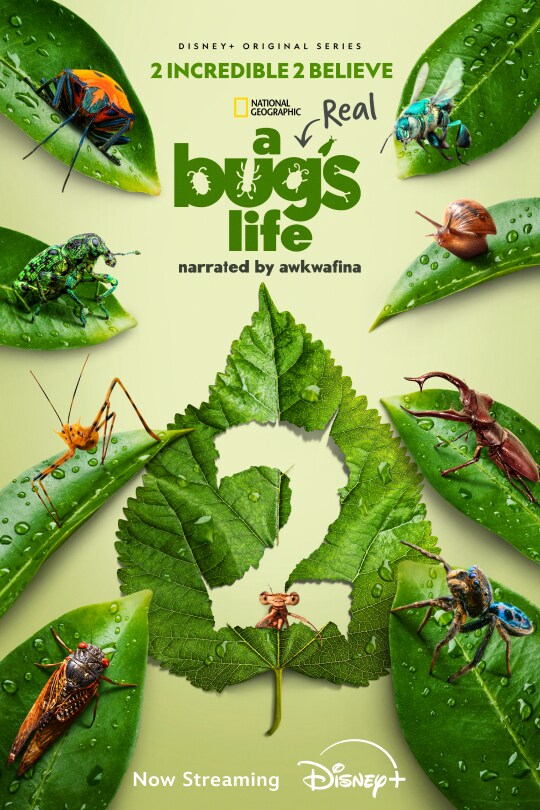 Disney+ Original series | 2 incredible 2 believe | National Geographic | A Real Bug's Life | narrated by Awkwafina | | image of a leaf with a number 2 cut out, surrounded by other leafs with various bugs on them | Now Streaming | Disney+ | movie poster image