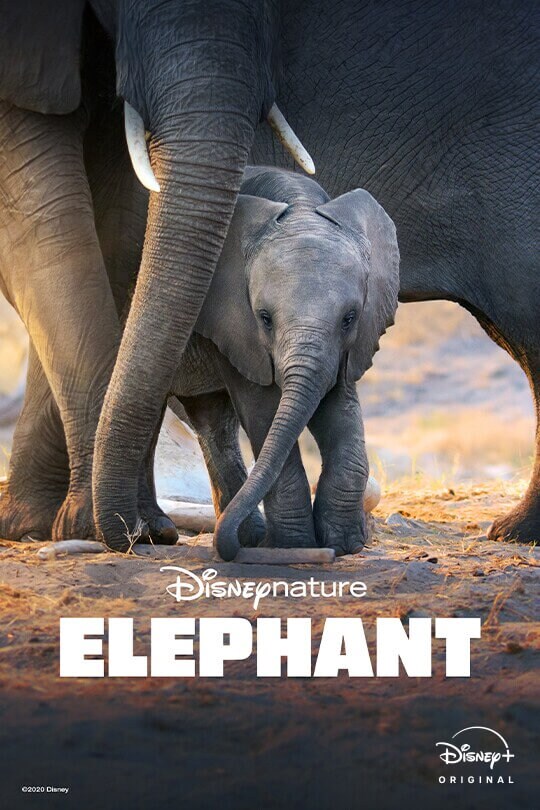 Disneynature | Elephant | Disney+ Original | movie poster