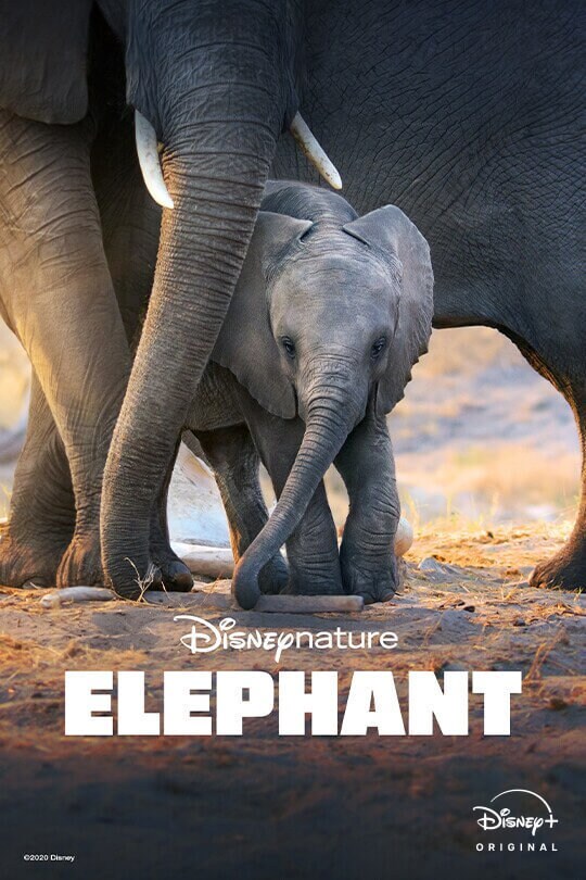 Disneynature: Elephant | On Disney+