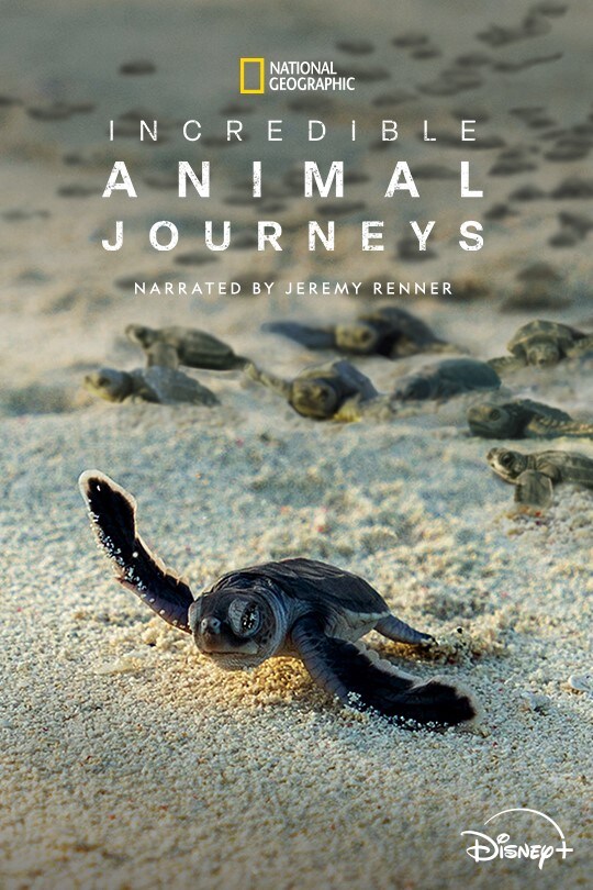 Incredible Animal Journeys | Poster Artwork | Disney+