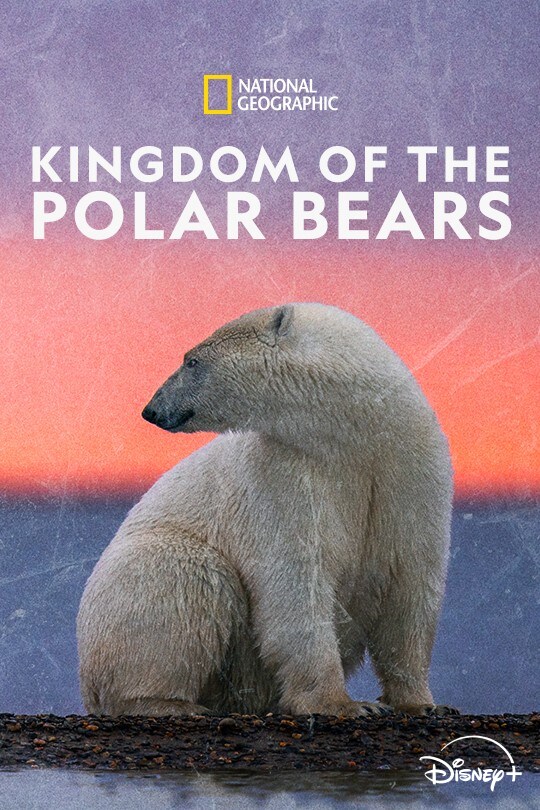 Kingdom of the Polar Bears | Poster Artwork | Disney+