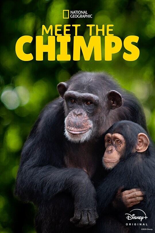 National Geographic | Meet the Chimps | Disney+ Original | poster