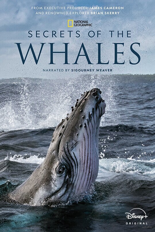 From Executive Producer James Cameron and Renowned Explorer Brian Skerry | National Geographic | Secrets of the Whales | Narrated by Sigourney Weaver | Disney+ Originals | movie poster
