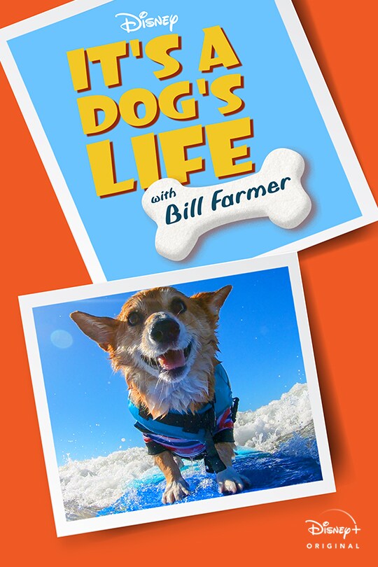 Disney | It's A Dog's Life with Bill Farmer | Disney+ Original | movie poster