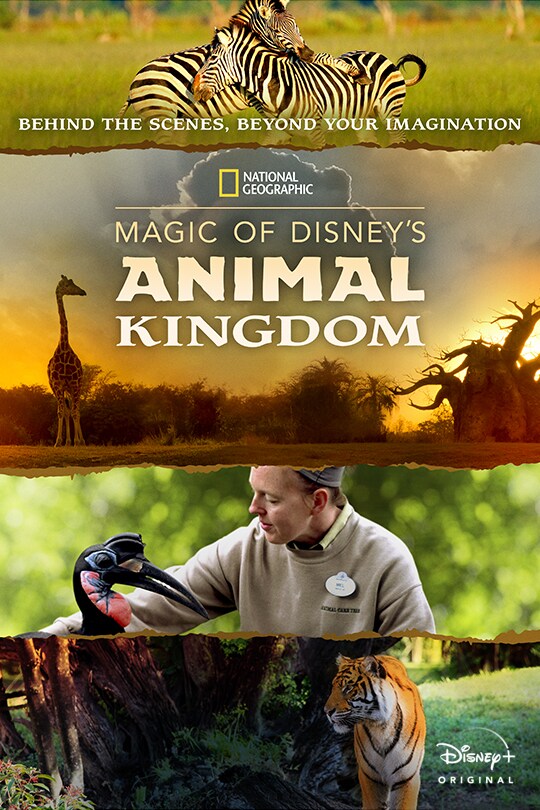 Behind the scenes, beyond your imagination | National Geographic | Magic of Disney's Animal Kingdom | Disney+ Original | poster