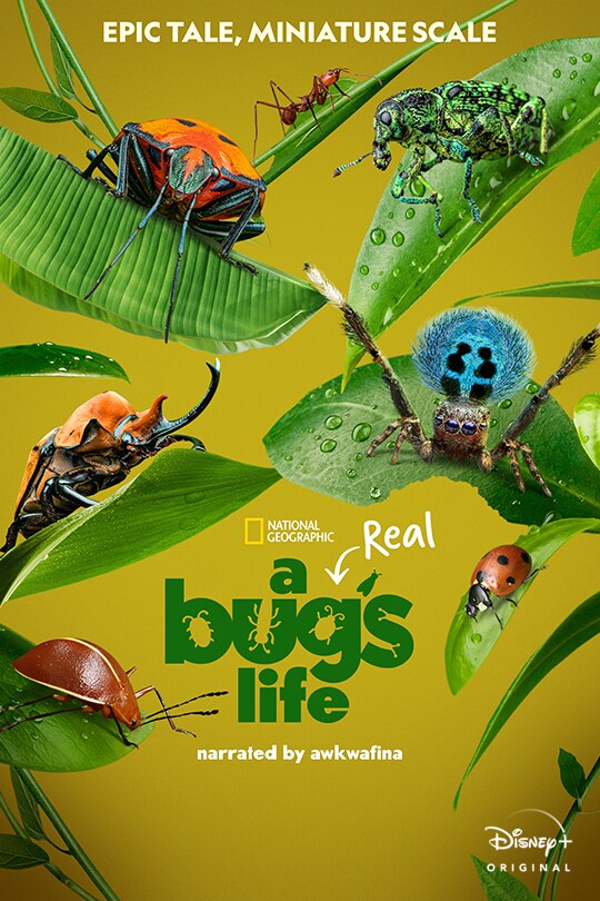 Epic tale, miniature scale | National Geographic | A Real Bug's Life | Narrated by Awkwafina | Jan 24 | Disney+ | movie poster