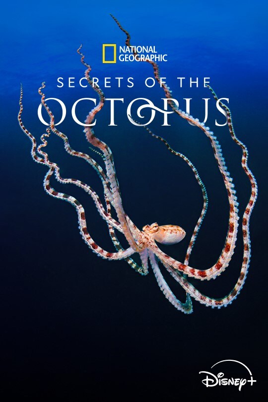 Secrets of the Octopus | Poster Artwork | Disney+