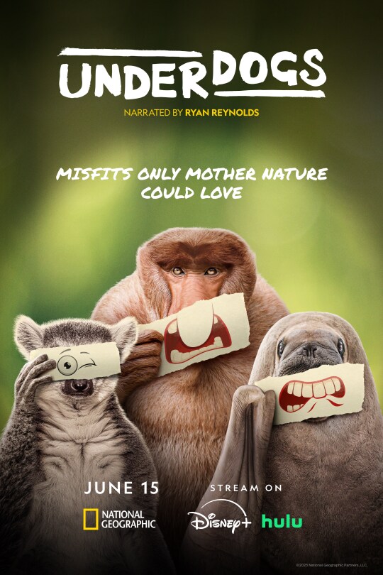Image of three animals holding illustrated funny face cut outs over their faces | Underdogs | Narrated by Ryan Reynolds | Misfits only mother nature could love | June 15 | National Geographic | Stream on Disney+ hulu | movie poster