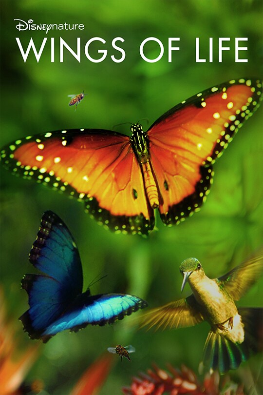 disney butterflies