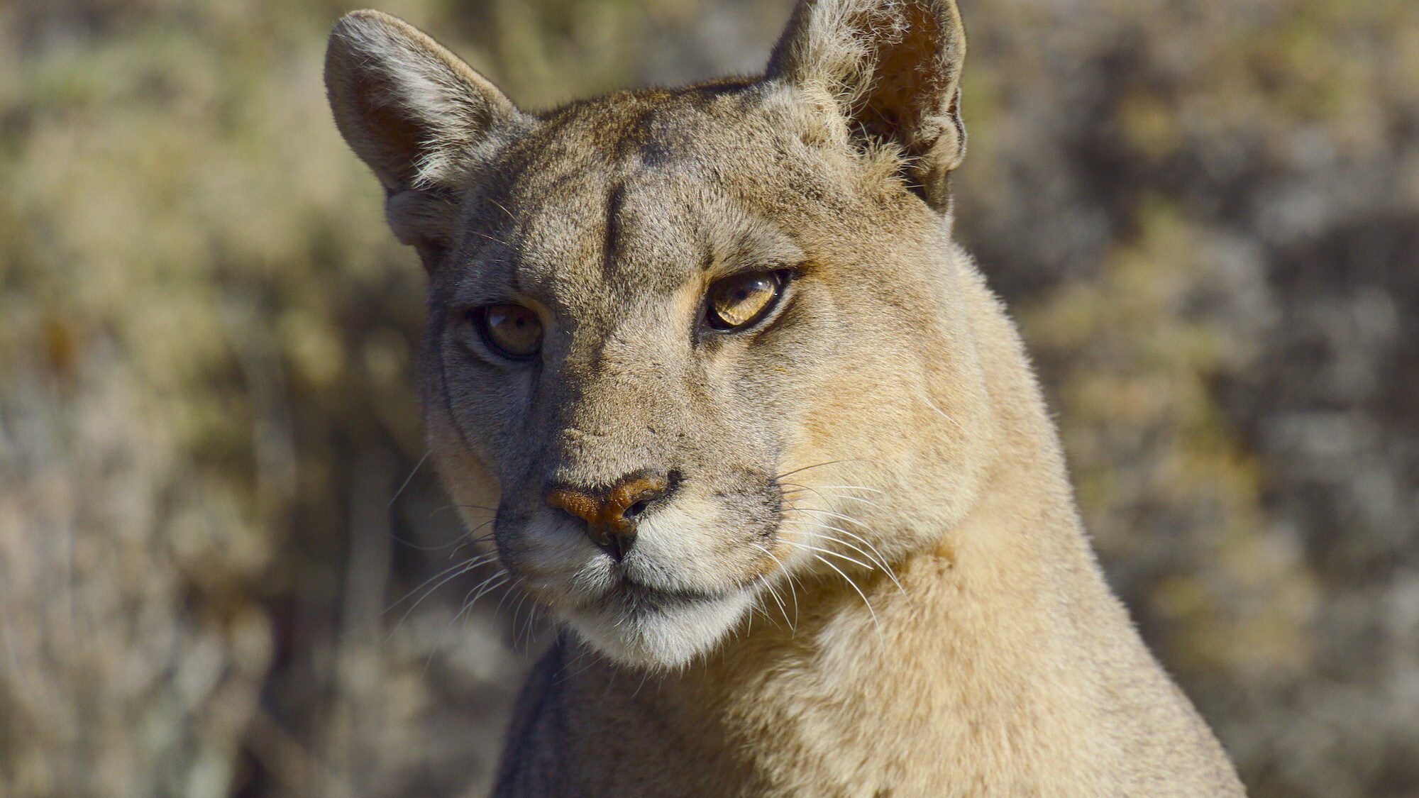 Close up of a puma's face.  (National Geographic for Disney+/Sam Stewart)