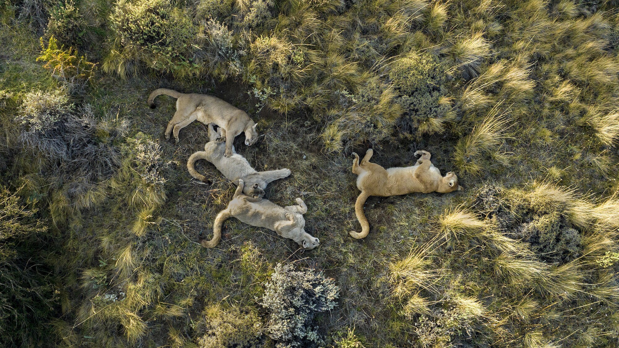 Aerial shot of a puma family lazing around. (National Geographic for Disney+/Bertie Gregory)