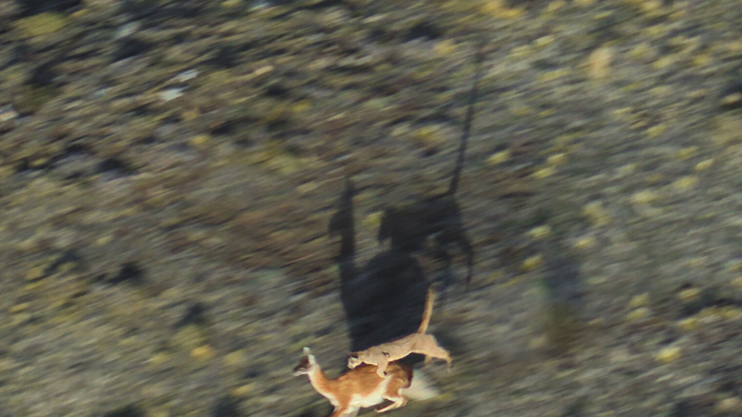 Aerial of puma attaching a guanaco. (National Geographic for Disney+/Bertie Gregory)