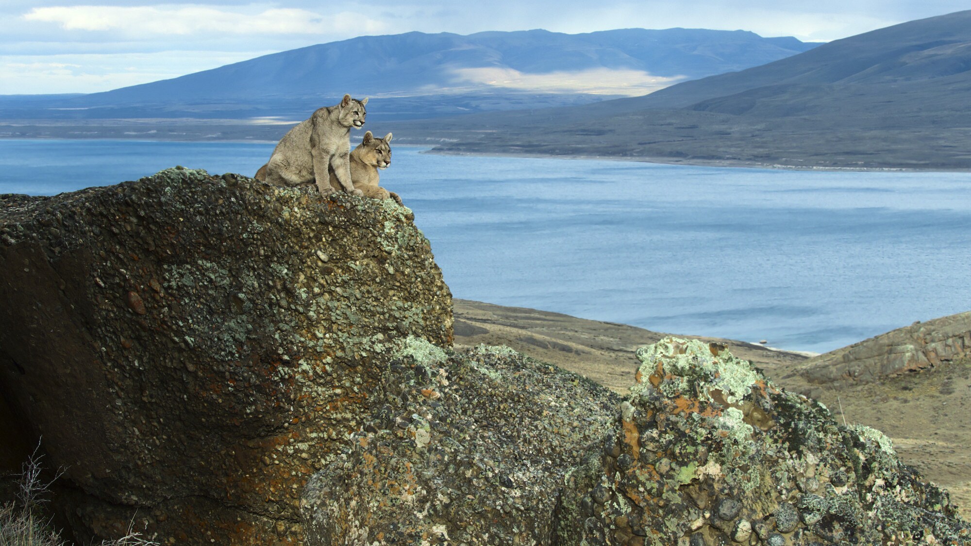 Two Pumas sitting on a rock looking out.  (National Geographic for Disney+/Sam Stewart)