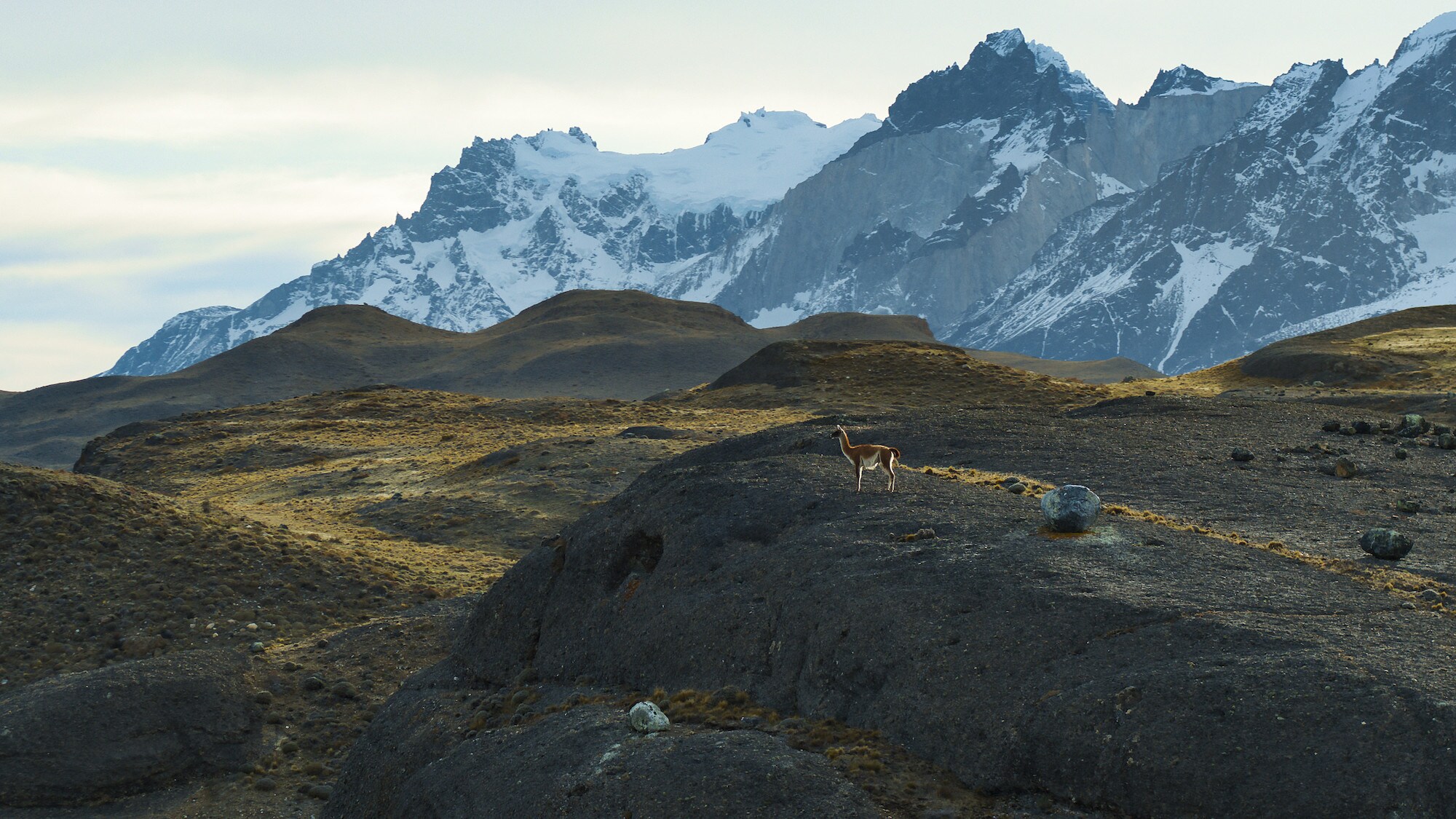 A Guanaco standing on a hill. (National Geographic for Disney+/Bertie Gregory)