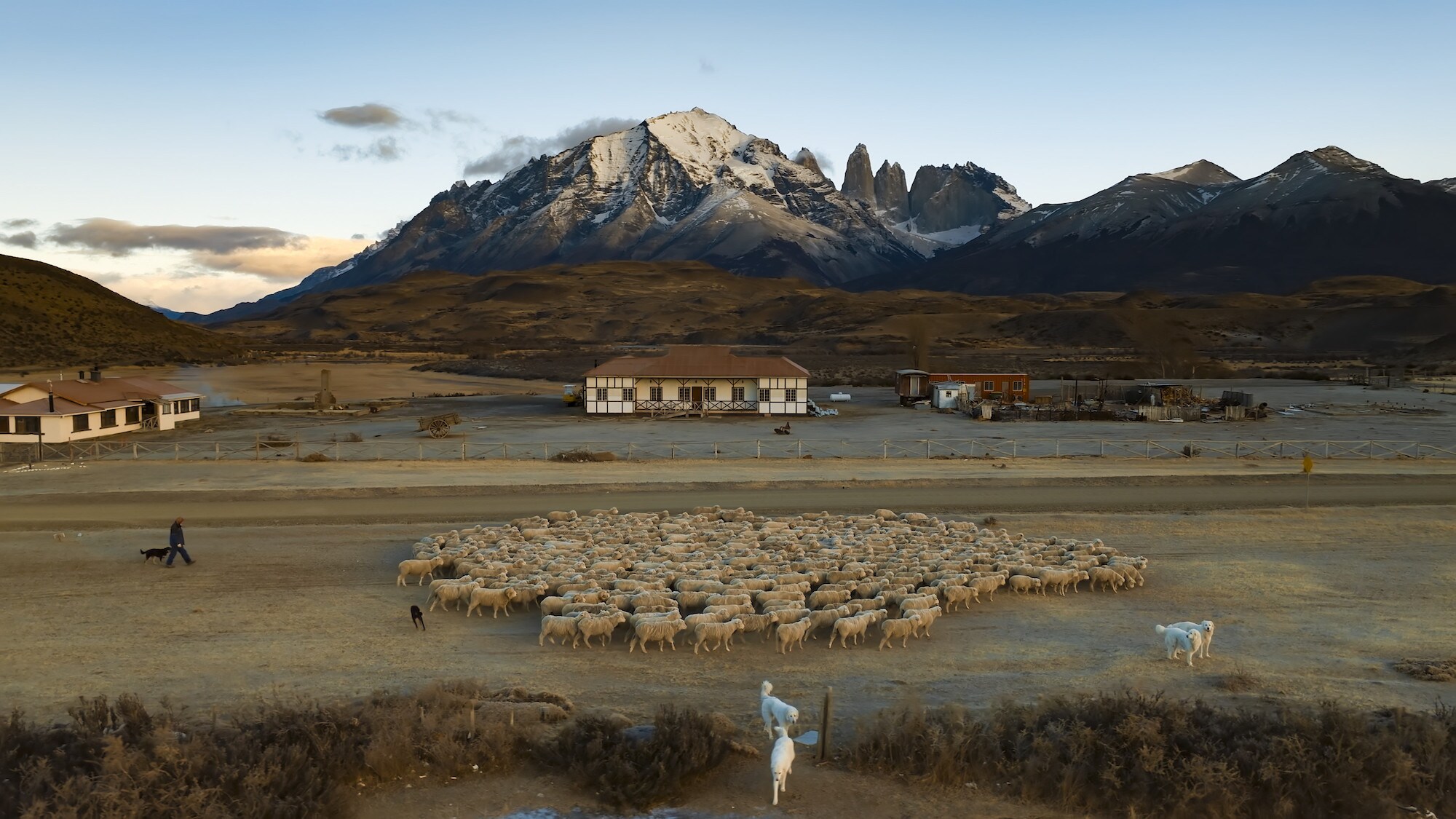 Sheep dogs herding sheep. (National Geographic for Disney+/Bertie Gregory)
