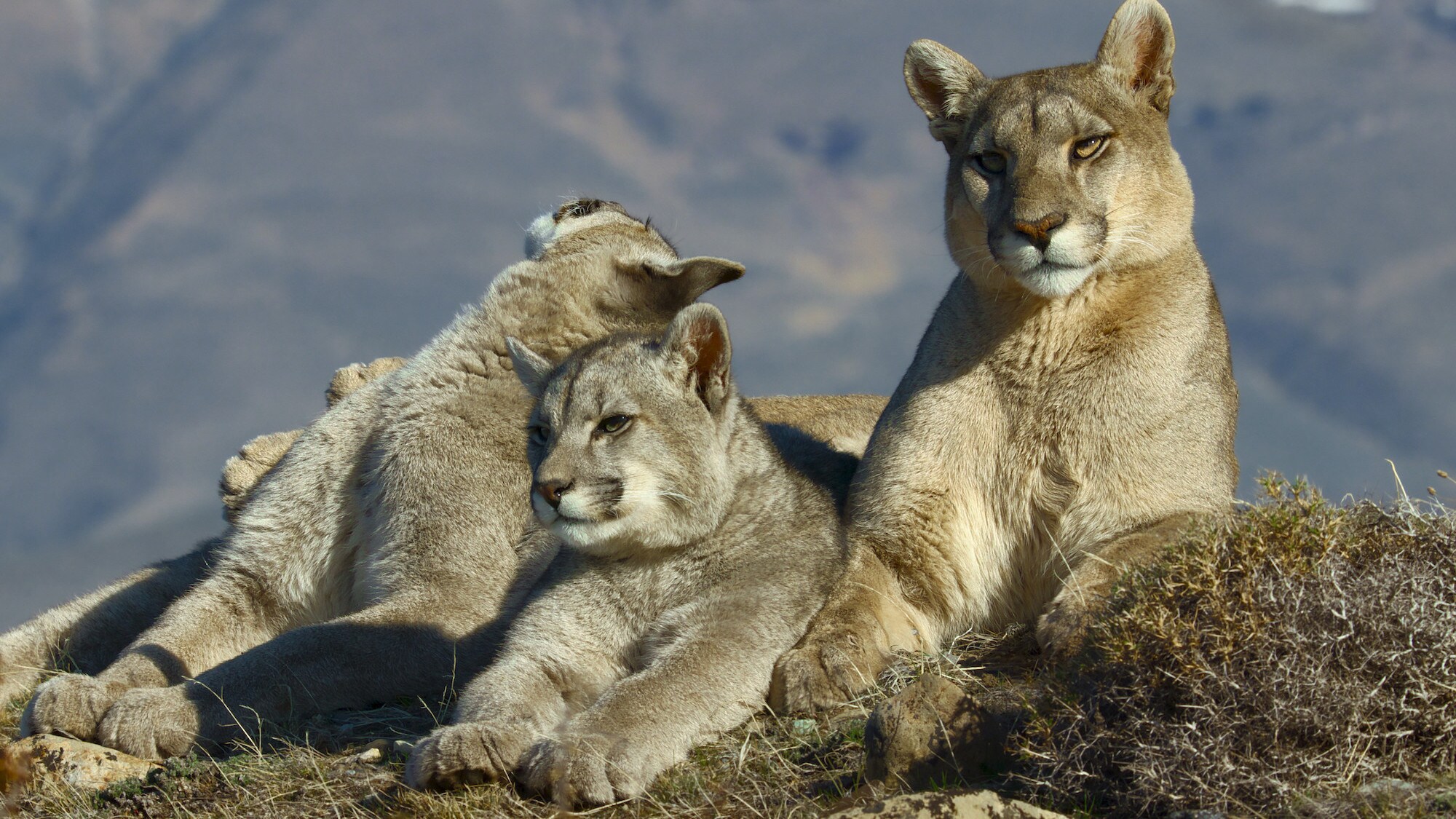 Mother Puma and cubs basking in the sunshine. (National Geographic for Disney+/Bertie Gregory)