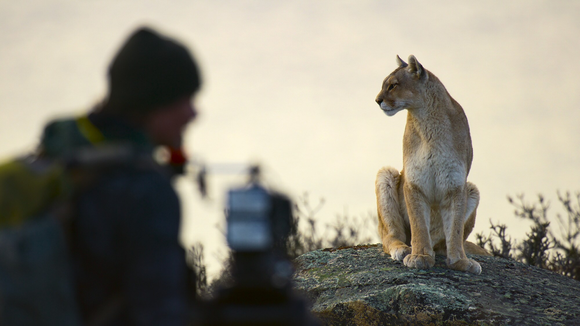 A Puma sitting on a rock with the camera operator to the left.  (National Geographic for Disney+/Sam Stewart)