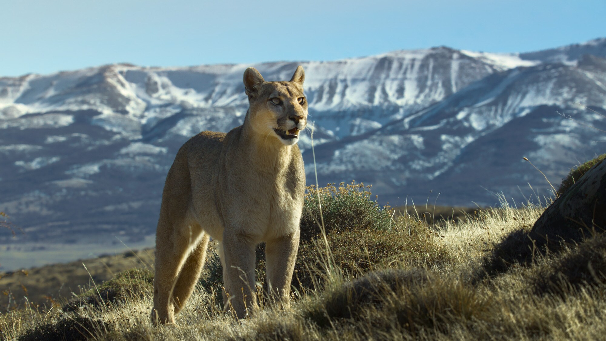 A Puma in Patagonia. (National Geographic for Disney+/John Shier)