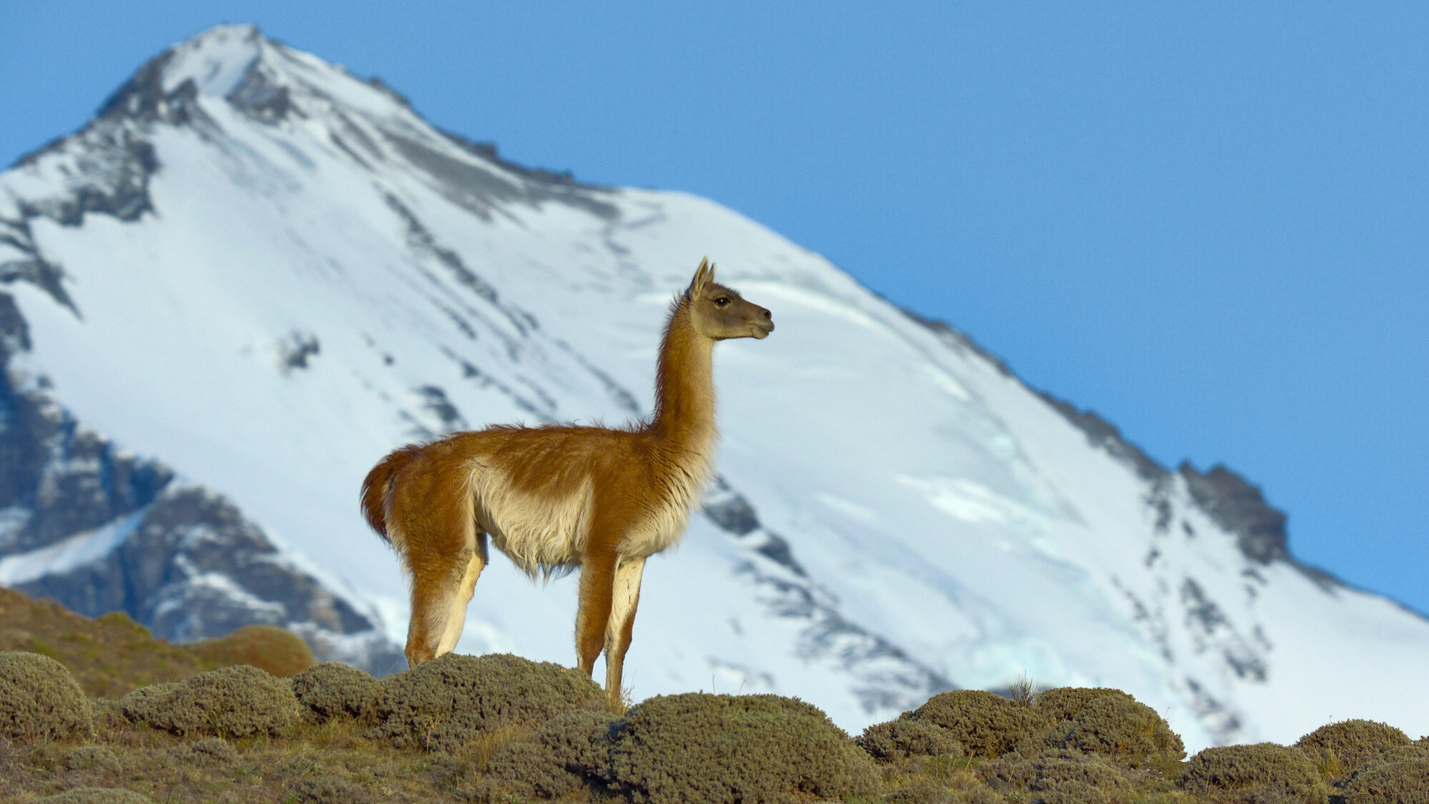A Guanaco in Patagonia. (National Geographic for Disney+/Sam Stewart)
