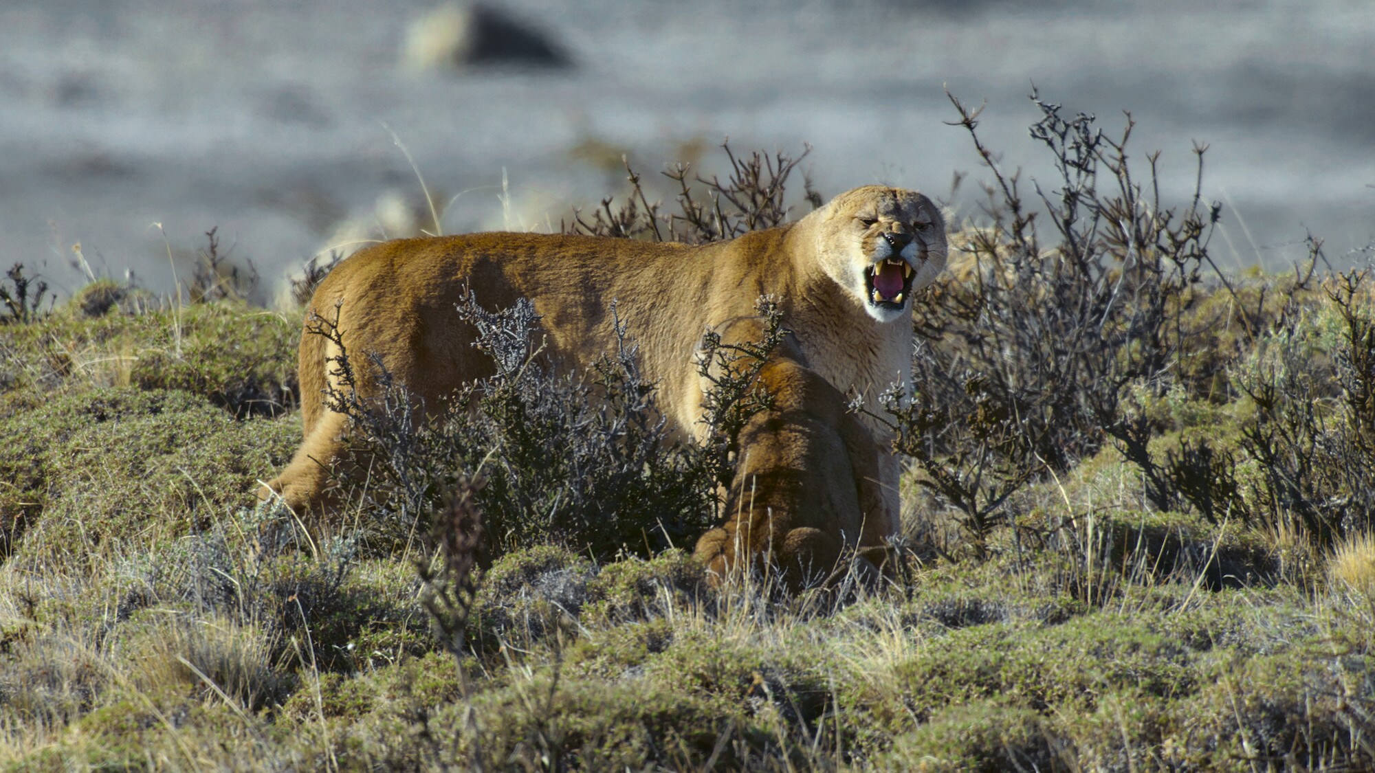 Mother puma and cub. (National Geographic for Disney+/Sam Stewart)