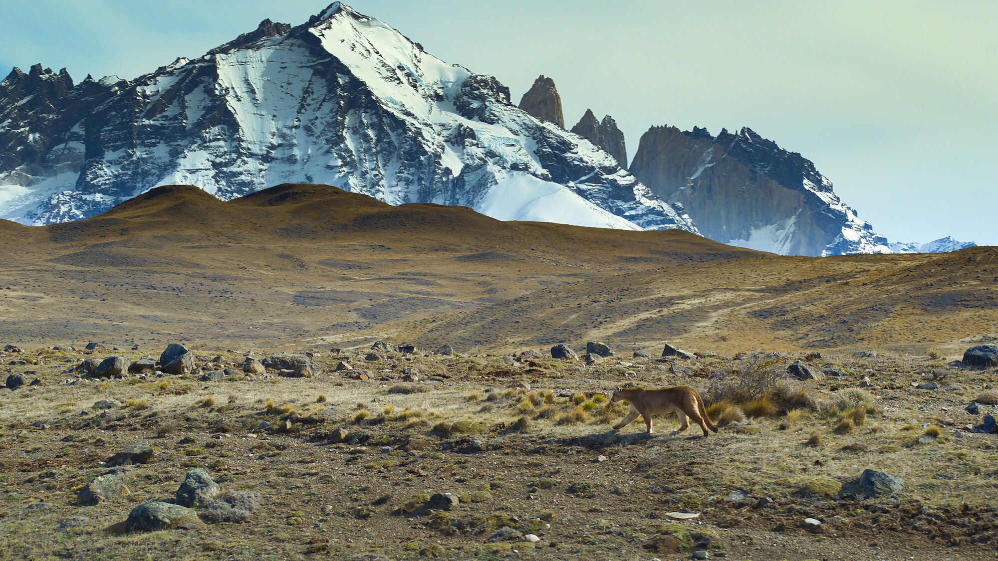 A puma walking across plains. (National Geographic for Disney+/Bertie Gregory)