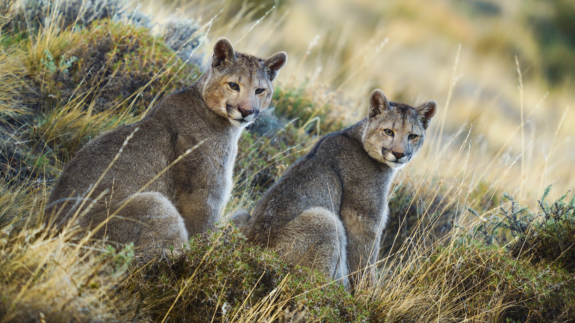 Two Pumas looking at the camera. (National Geographic for Disney+/Sam Stewart)