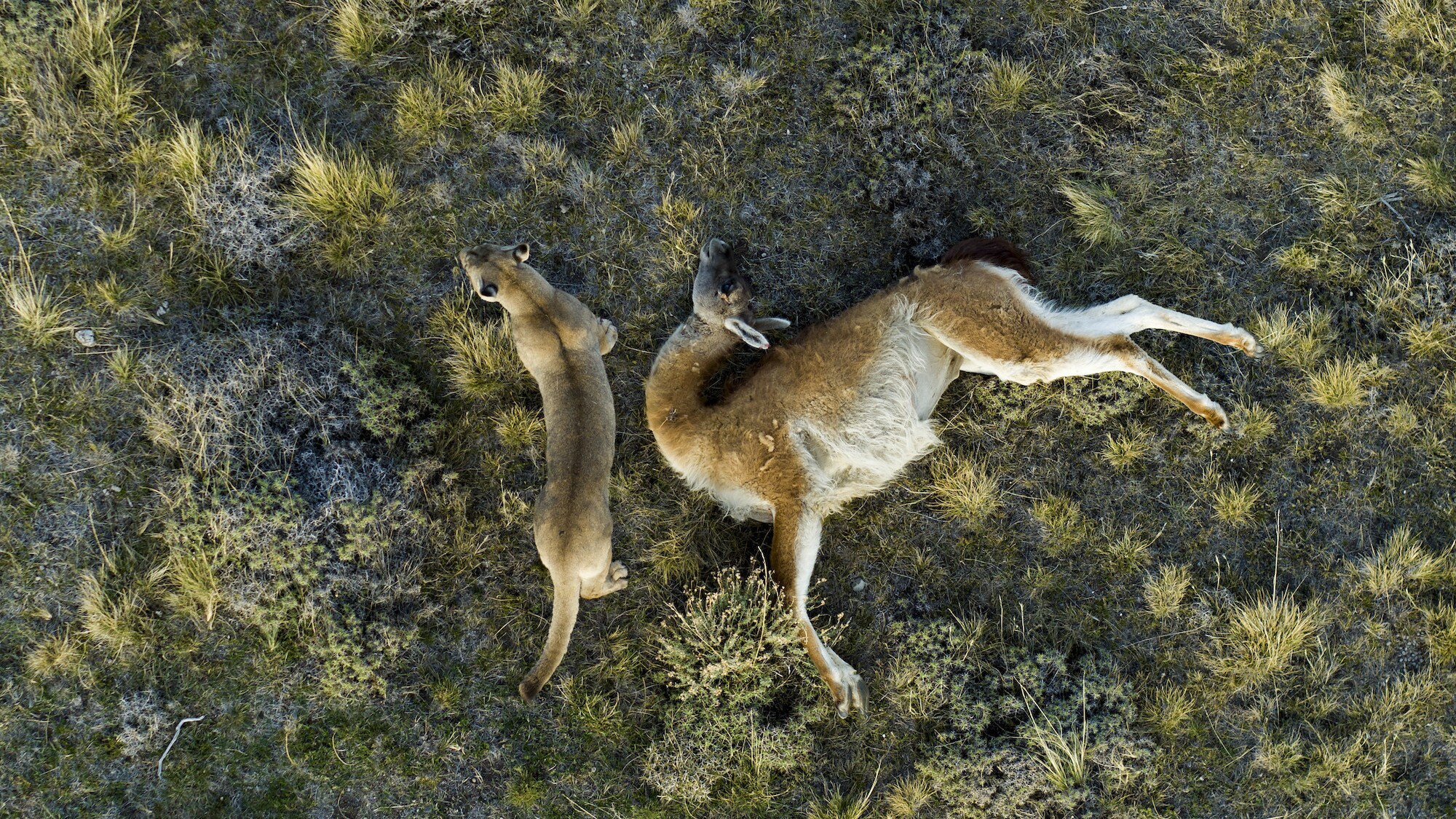 Aerial drone shot of a Puma next to a dead guanaco. (National Geographic for Disney+/Bertie Gregory)