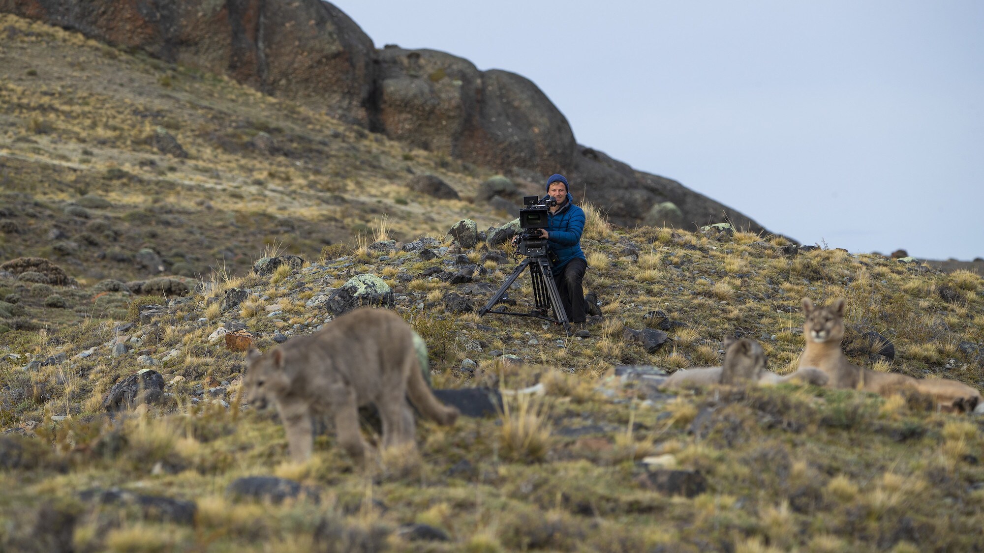 Bertie Gregory filming a puma.  (National Geographic for Disney+/Anna Dimitriadis)