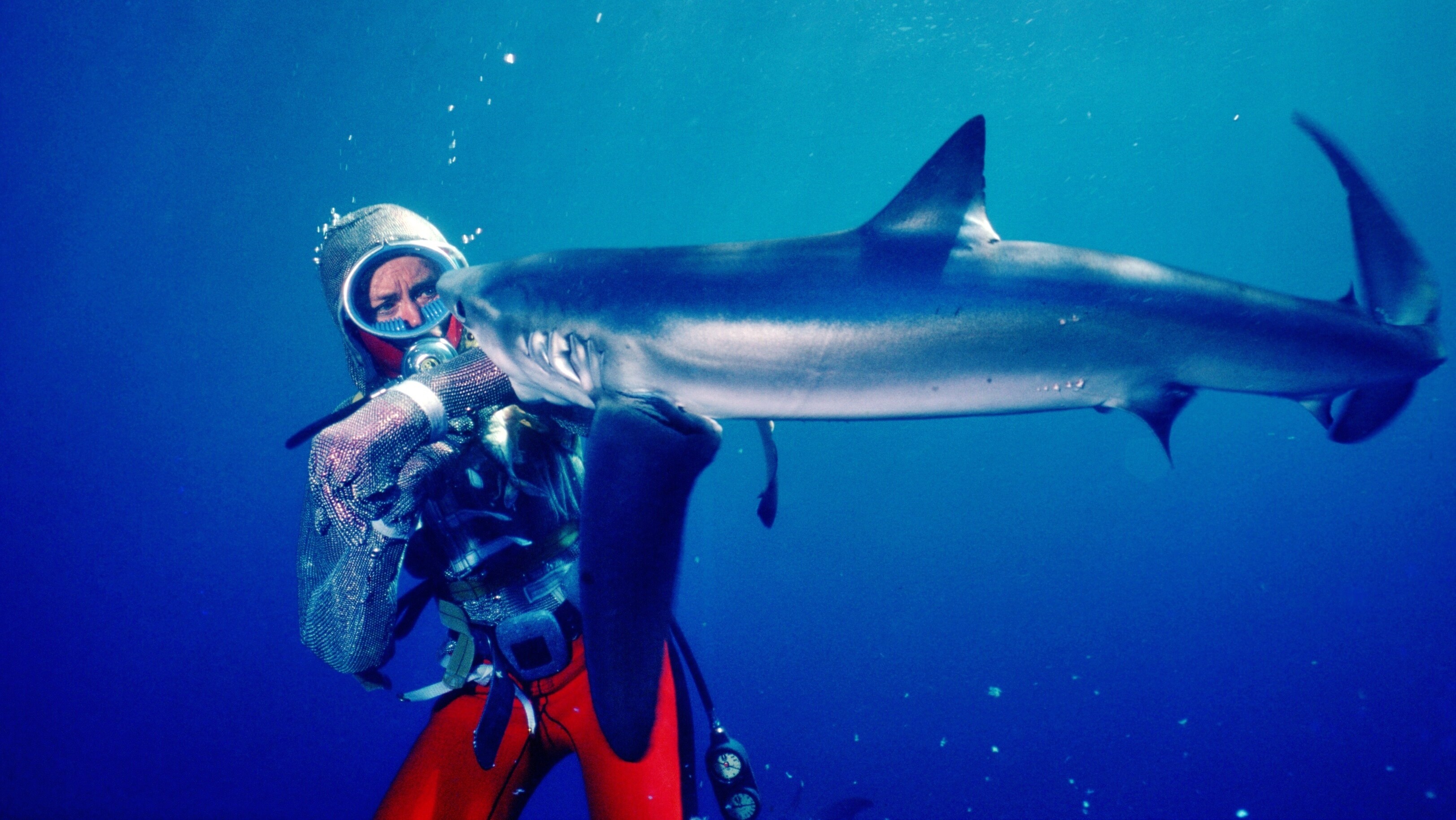 Valerie Taylor underwater wearing a chain mail suit being bitten on the arm by a shark in 1982. (photo credit: Ron & Valerie Taylor)
