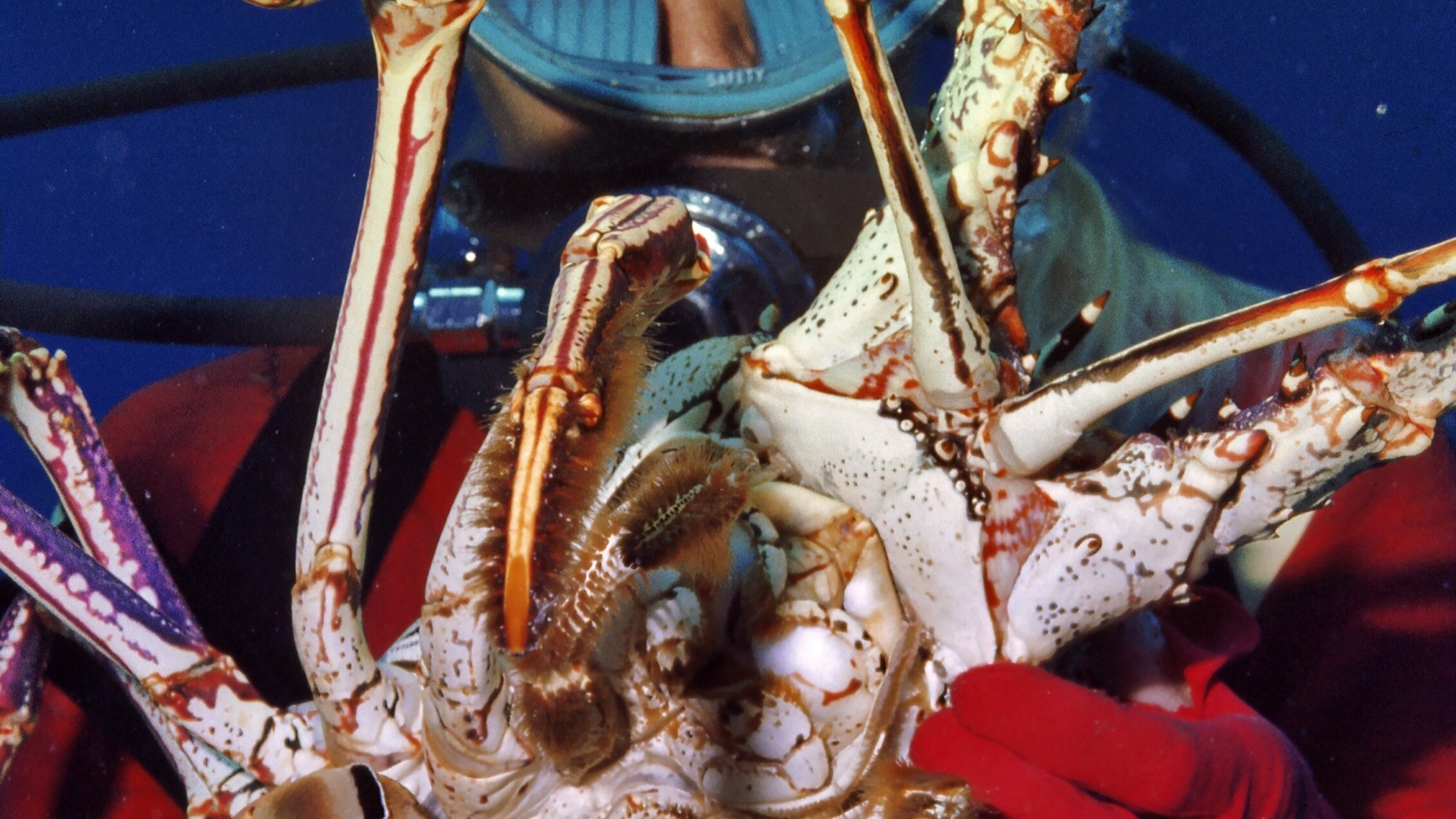 Valerie Taylor holding a crayfish, 1968.  (photo credit: Ron & Valerie Taylor)