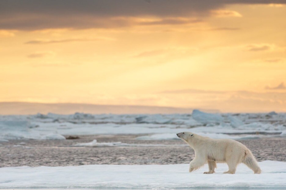 A polar bear walks along the ice as the sun sets in Disneynature's Polar Bear