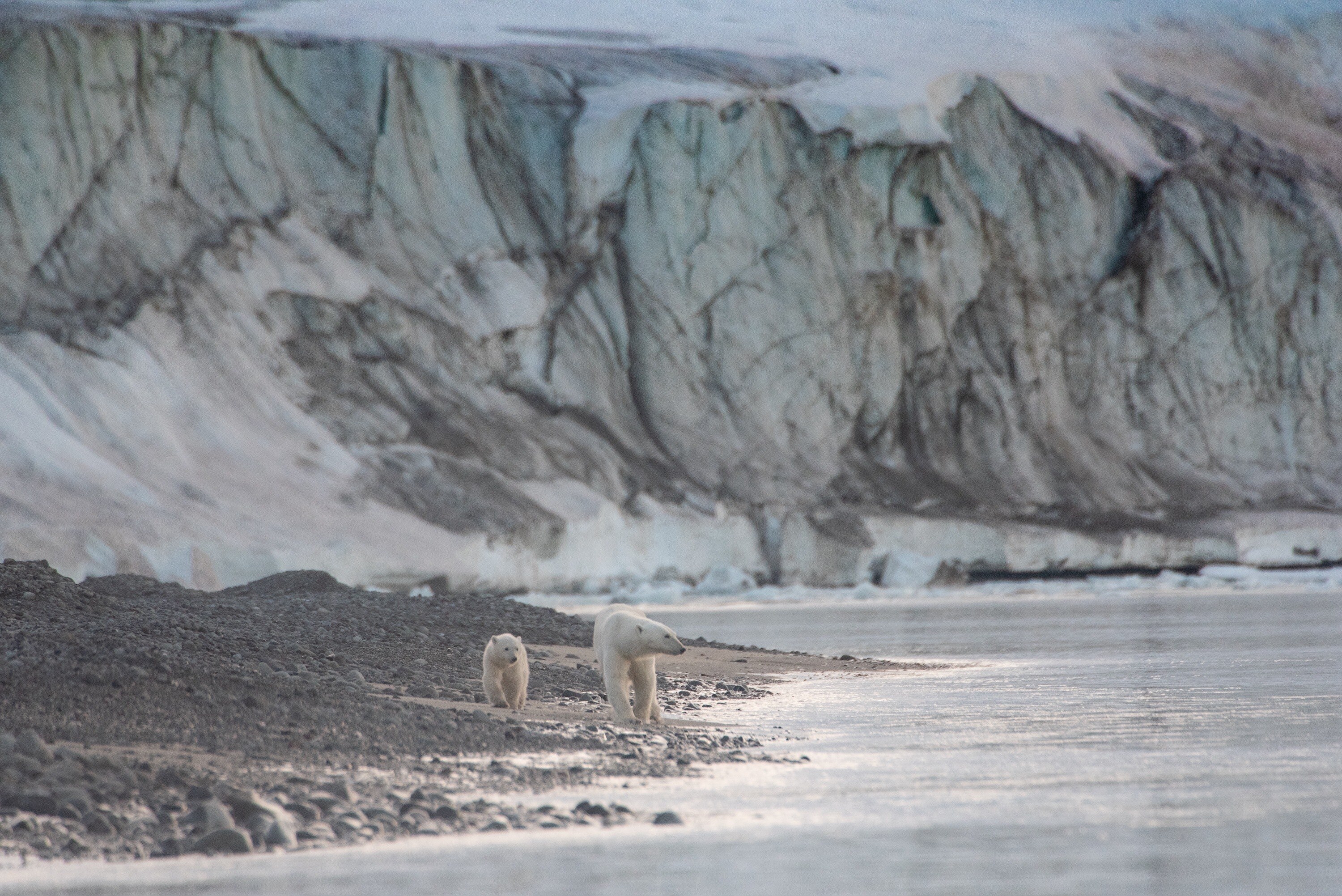 Disneynature’s POLAR BEAR - Photo by Jeff Wilson. ©2022 Disney Enterprises, Inc. All Rights Reserved. 