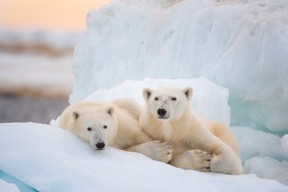 Two large white polar bears relax on the ice in Disneynature's Polar Bear