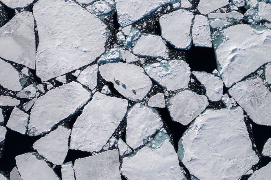 An iced-over body of water is now melting and cracked in Disneynature's Polar Bear 