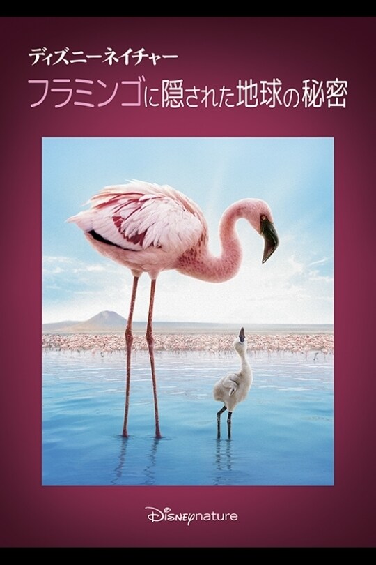 【有名人芸能人】 ディズニーネイチャー／フラミンゴに隠された地球の秘密 ドキュメンタリー
