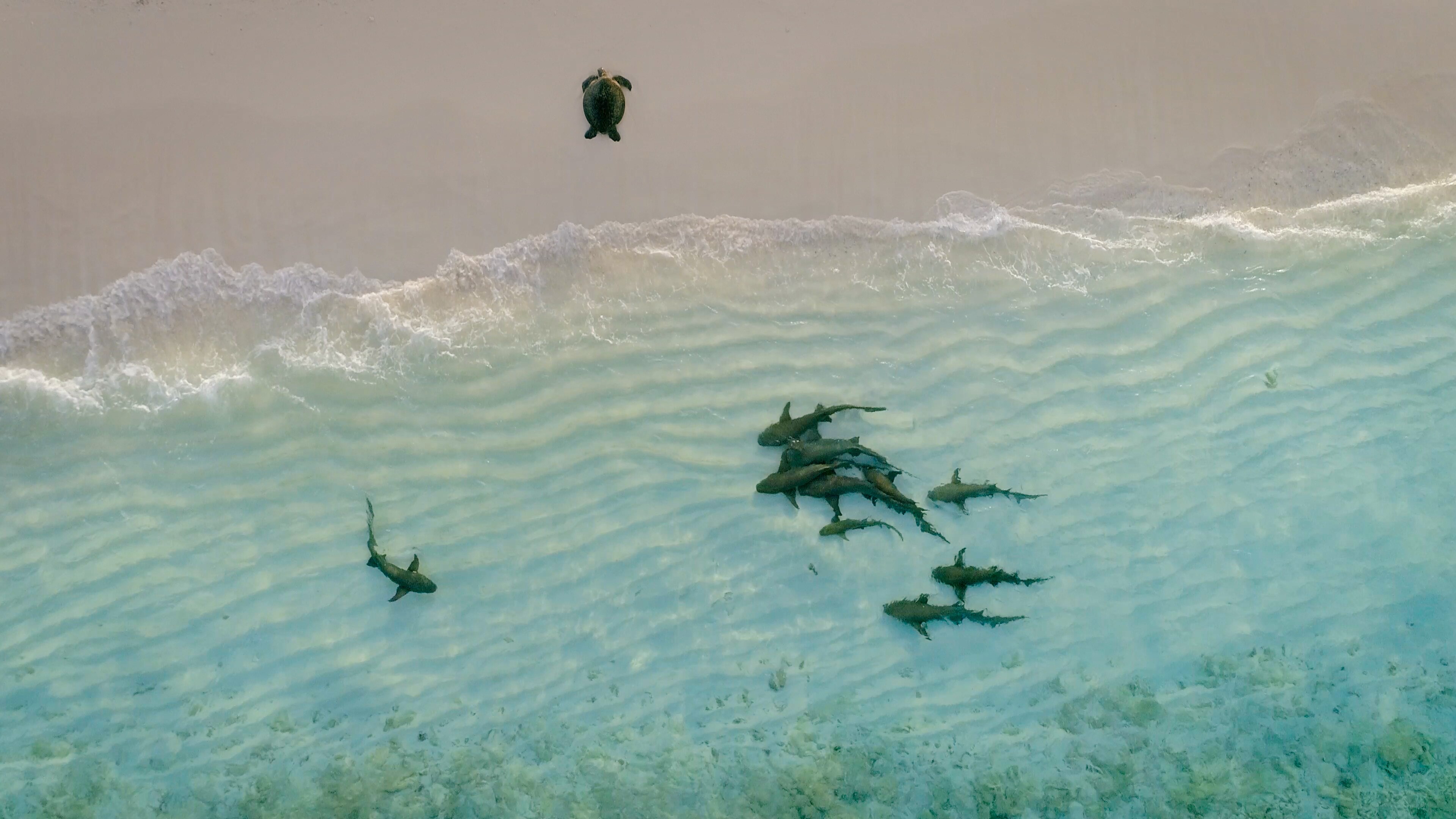 Tiger Sharks and Turtles at Raine Island on the Great Barrier Reef.  (National Geographic for Disney+)