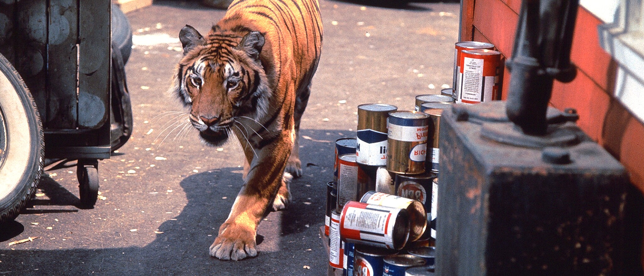 A Tiger Walks Hero