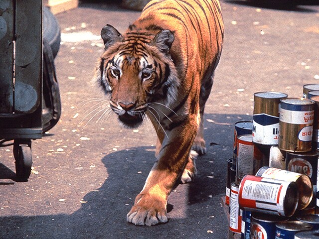 A Tiger Walks  Disney Movies