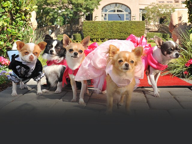 what are the dogs names in beverly hills chihuahua