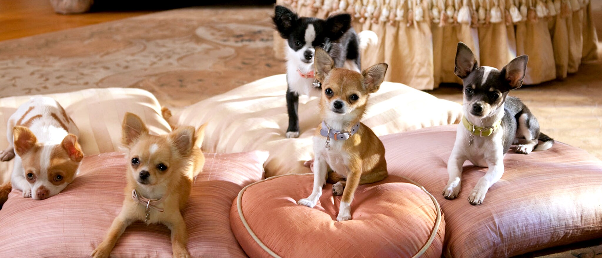 beverly hills chihuahua chloe clothes