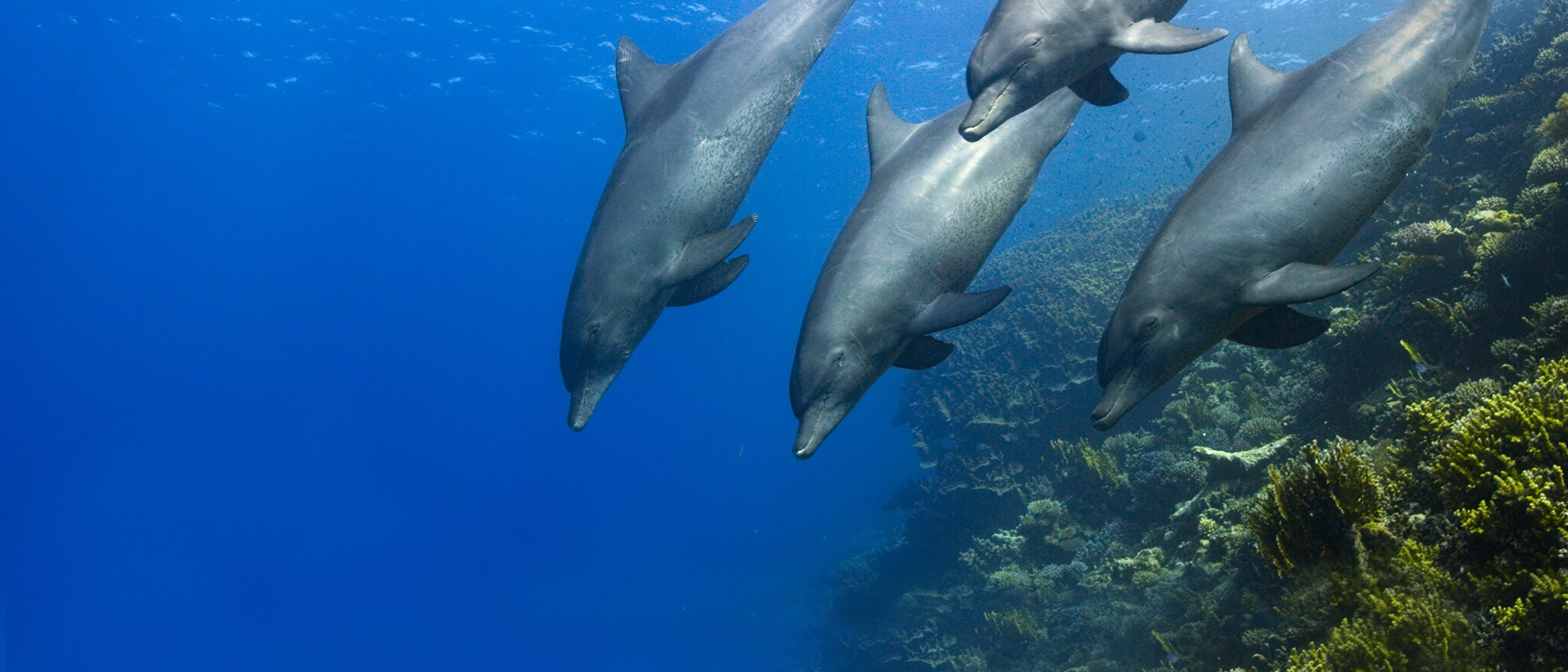 Disneynature's Dolphin Reef - Featured Content Banner