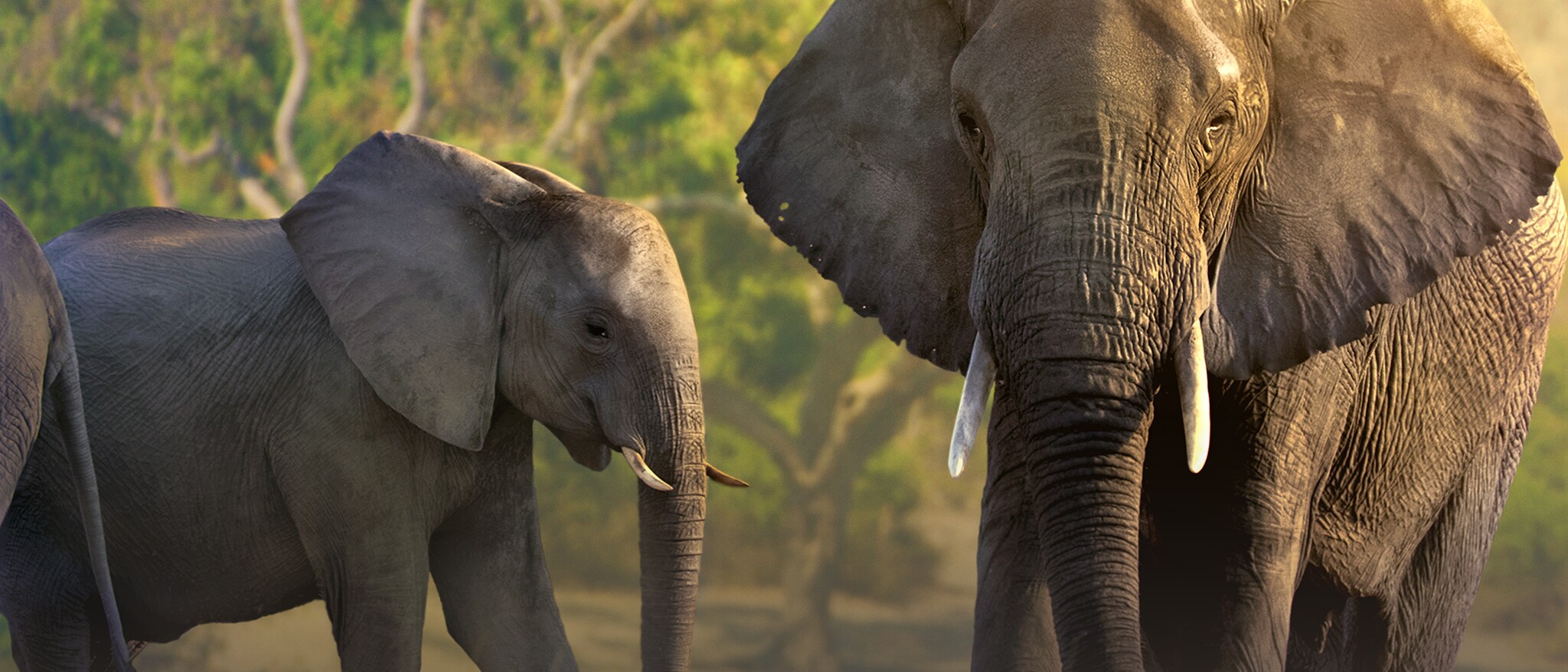 Disneynature's Elephant - Featured Content Banner