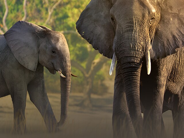 Watch Secrets of the Elephants TV Show - Streaming Online