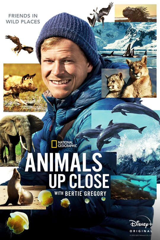 Friends in wild places | National Geographic | Animals Up Close with Bertie Gregory | Disney+ Original | movie poster