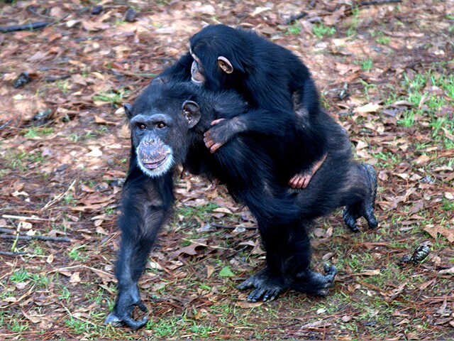 Chimps In Meeting