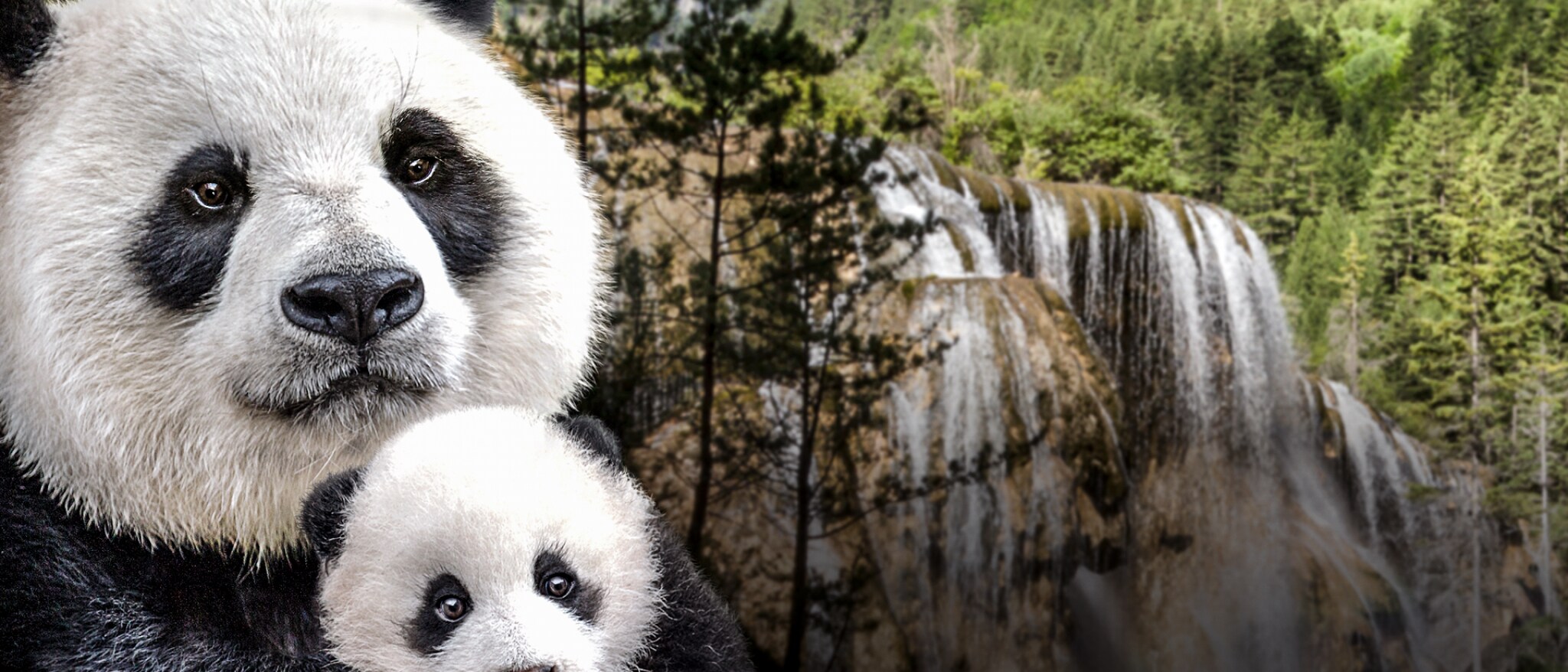 Disneynature: Born in China - Featured Content Banner