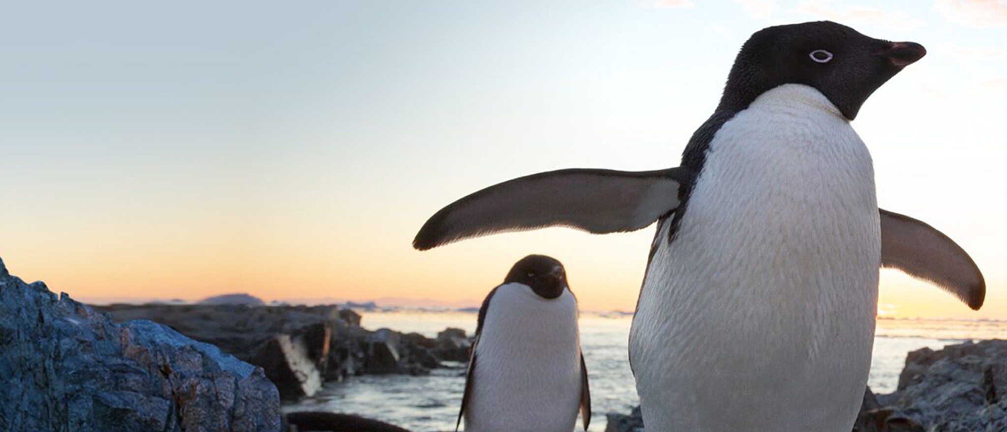 Disneynature: Penguins - Featured Content Banner